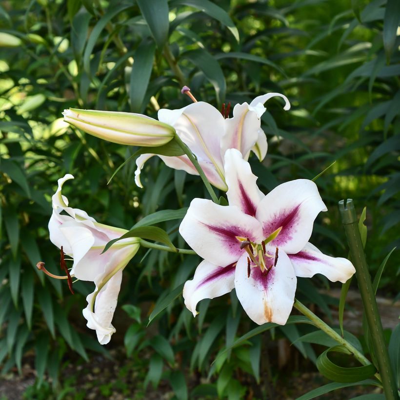Lilium Gaucho - Lirio (Porte)