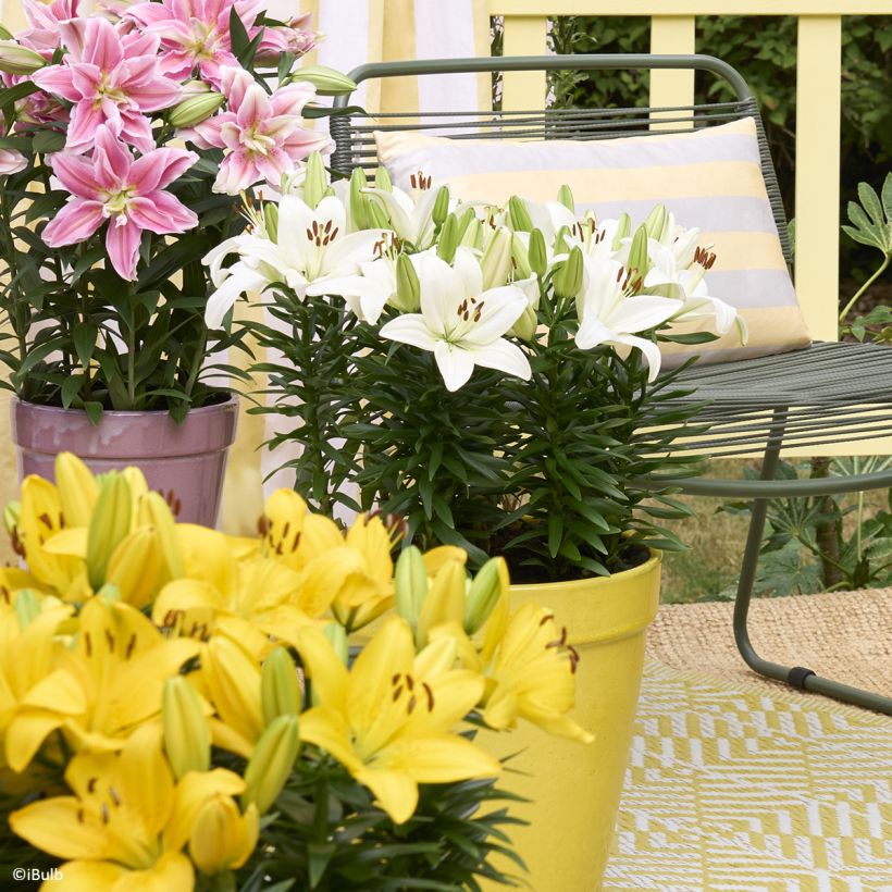 Lilium Gwen - Lirio (Porte)