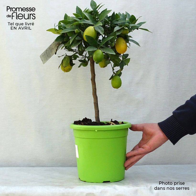Limequat - Citrus floridana Maceta 4L/5L, 1/4 tallo Ejemplar entregado en la primavera