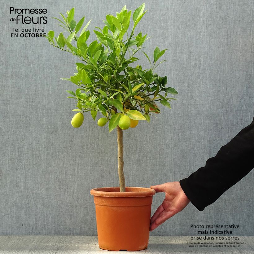 Ejemplar de Limequat - Citrus floridana Maceta 4L/5L, 1/4 tallo entregado en otoño