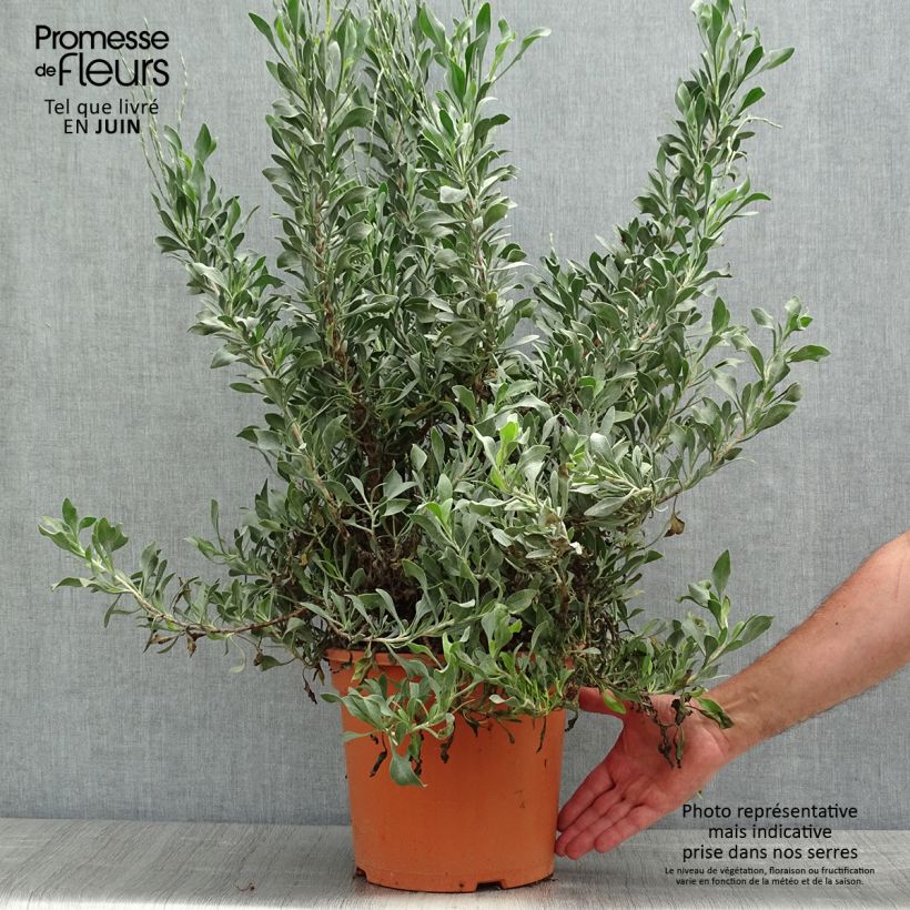 Limoniastrum monopetalum - Salado Maceta 7,5L/10L Ejemplar entregado en la primavera