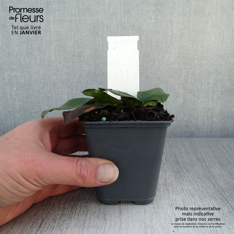 Limonium gmelinii subsp. hungaricum Maceta de 8/9 cm Ejemplar entregado en invierno