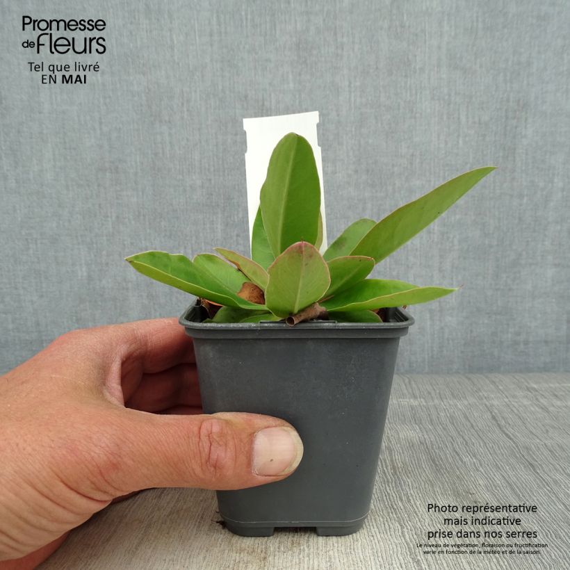 Limonium gmelinii subsp. hungaricum Maceta de 8/9 cm Ejemplar entregado en la primavera