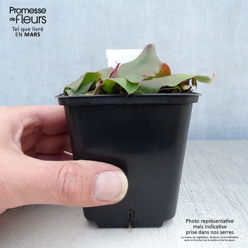 Limonium platyphyllum Maceta de 8/9 cm Ejemplar entregado en la primavera