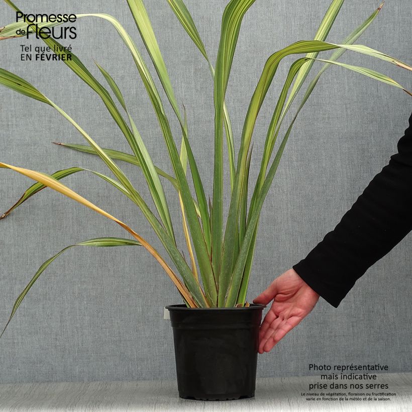 Phormium tenax Apricot Queen - Lino de Nueva Zelanda Maceta 3L/4L Ejemplar entregado en invierno