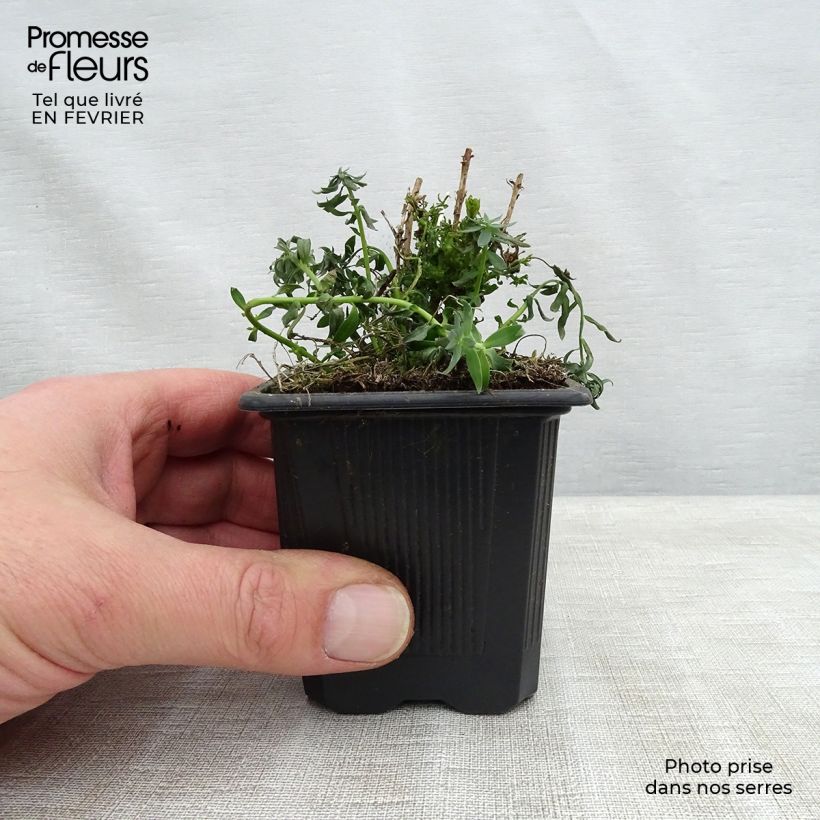 Linaria purpurea Peachy - Boca de lobo Maceta de 8/9 cm Ejemplar entregado en invierno