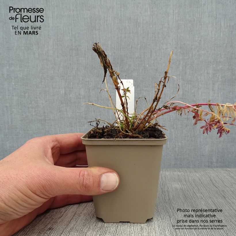 Linaria purpurea Canon J. Went - Boca de lobo Maceta de 8/9 cm Ejemplar entregado en invierno