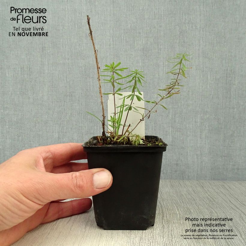 Ejemplar de Linaria purpurea - Boca de lobo Maceta de 8/9 cm entregado en otoño