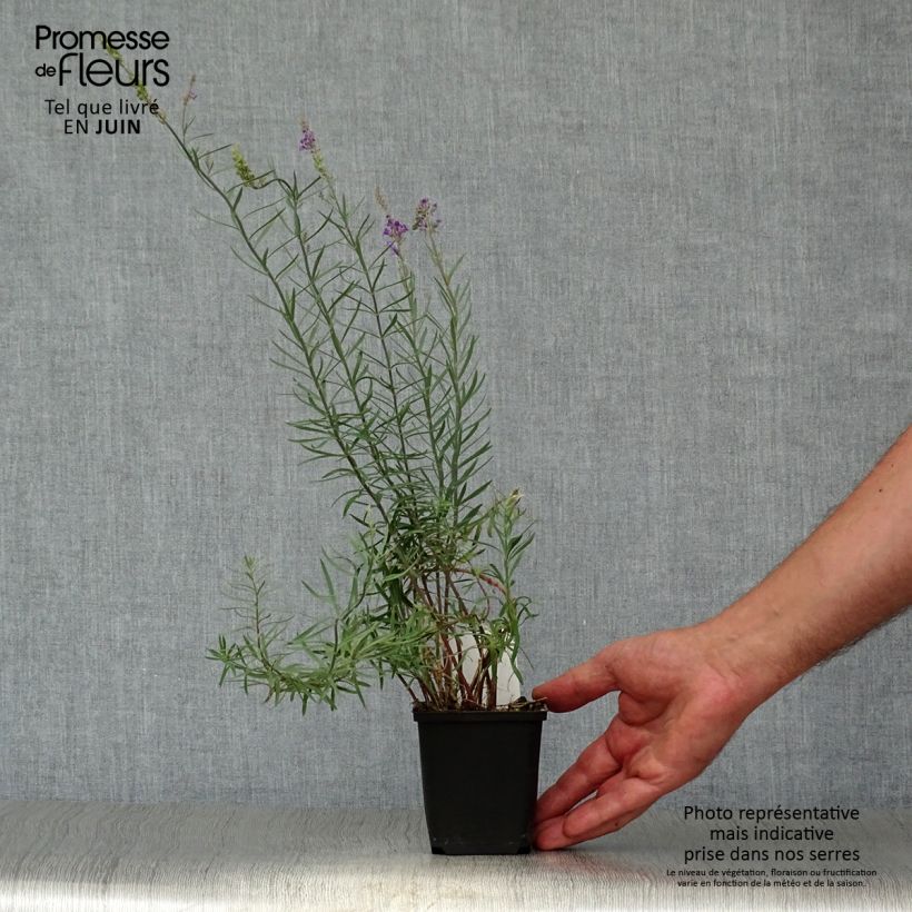 Ejemplar de Linaria purpurea - Boca de lobo Maceta de 8/9 cm entregado en verano