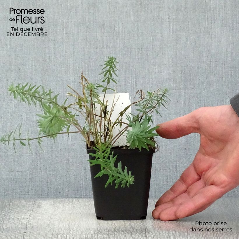 Linaria purpurea - Boca de lobo Maceta de 8/9 cm Ejemplar entregado en invierno