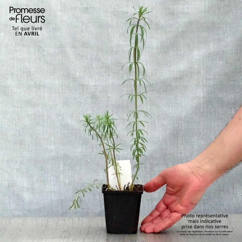 Linaria purpurea - Boca de lobo Maceta de 8/9 cm Ejemplar entregado en la primavera