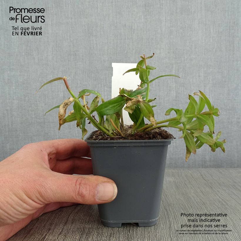 Linaria triornithophora Maceta de 8/9 cm Ejemplar entregado en invierno