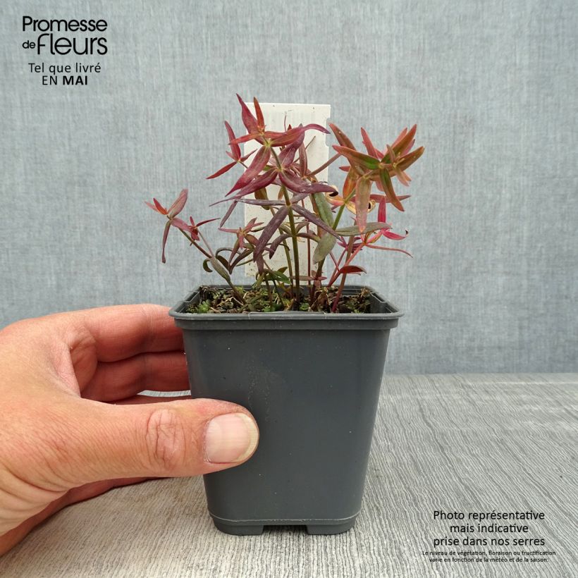 Linaria triornithophora Maceta de 8/9 cm Ejemplar entregado en la primavera