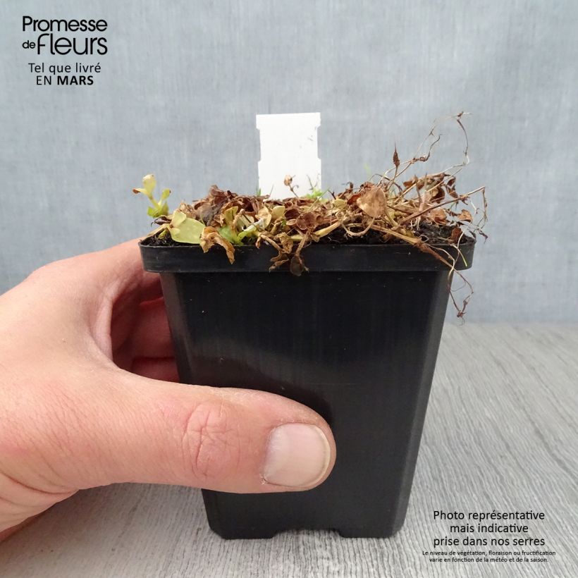 Lindernia grandiflora Maceta de 8/9 cm Ejemplar entregado en la primavera