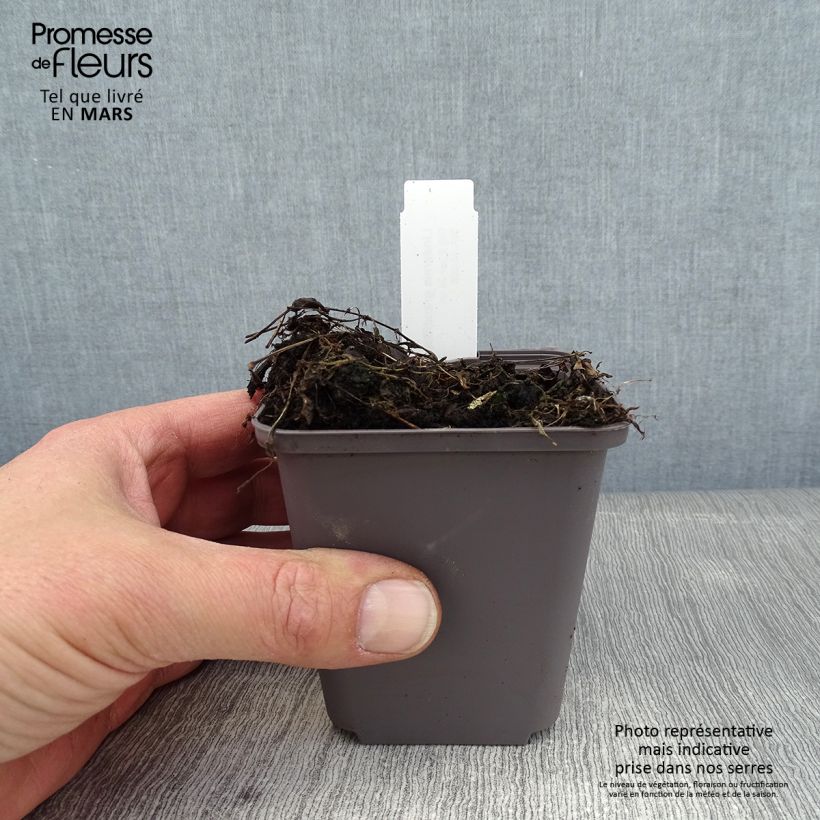 Lindernia grandiflora Maceta de 8/9 cm Ejemplar entregado en invierno