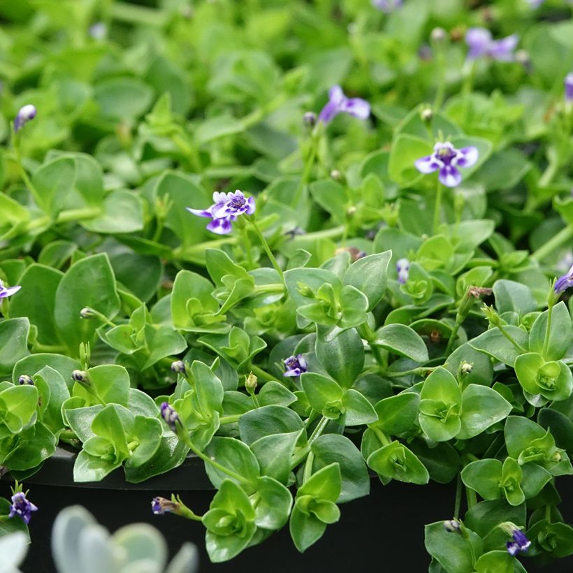 Lindernia grandiflora (Follaje)