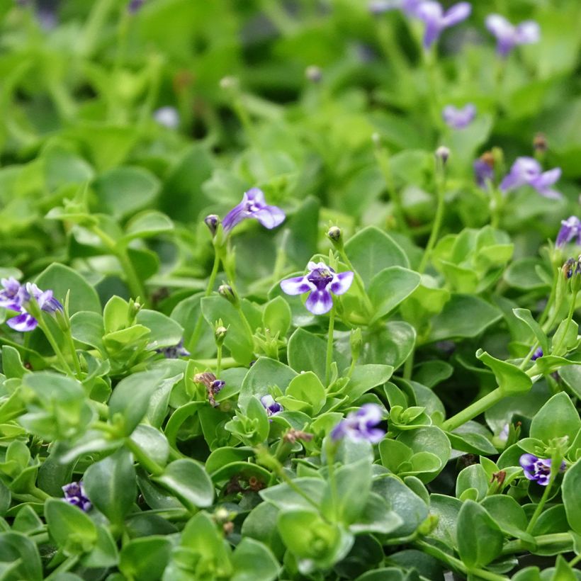 Lindernia grandiflora (Floración)