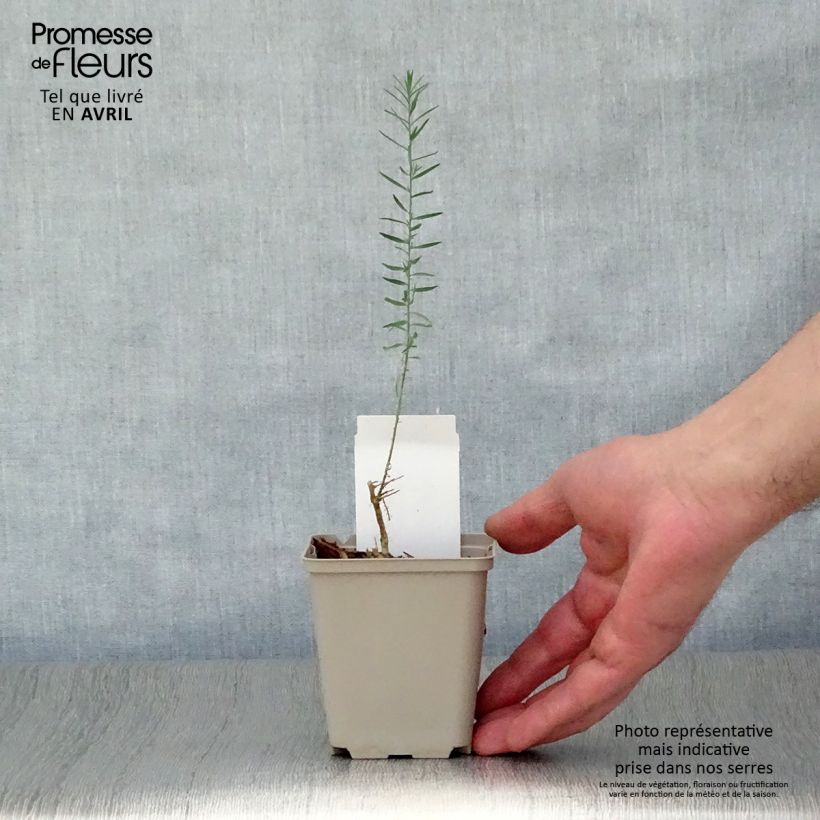 Linum perenne - Lino azul Maceta de 7/8 cm Ejemplar entregado en la primavera