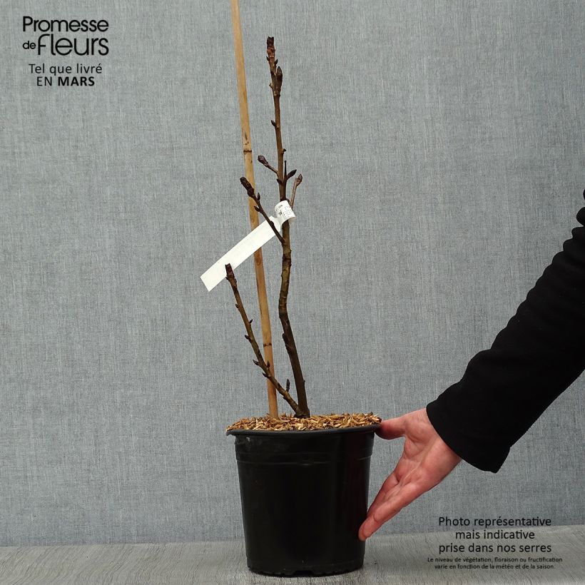 Liquidambar styraciflua Albomarginata Manon Maceta 4L/5L Ejemplar entregado en invierno