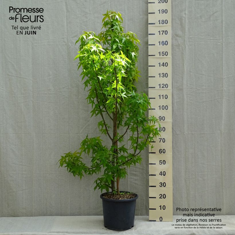 Liquidambar styraciflua Aurea Maceta 12L/15L, Arból joven Ejemplar entregado en la primavera