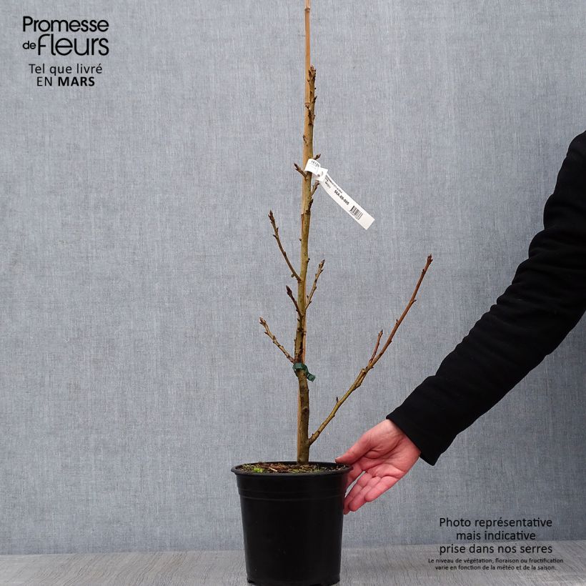 Liquidambar styraciflua Aurea Maceta 4L/5L Ejemplar entregado en invierno