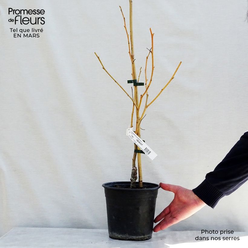 Liquidambar styraciflua Golden Sun Maceta 4L/5L Ejemplar entregado en la primavera