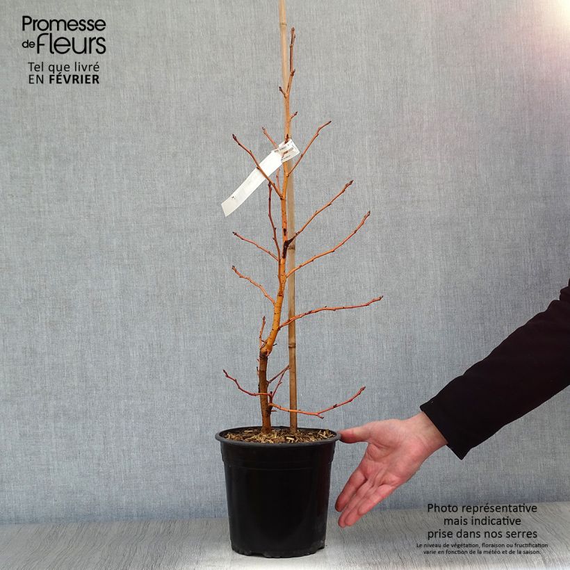 Liquidambar styraciflua Golden Sun Maceta 4L/5L Ejemplar entregado en invierno