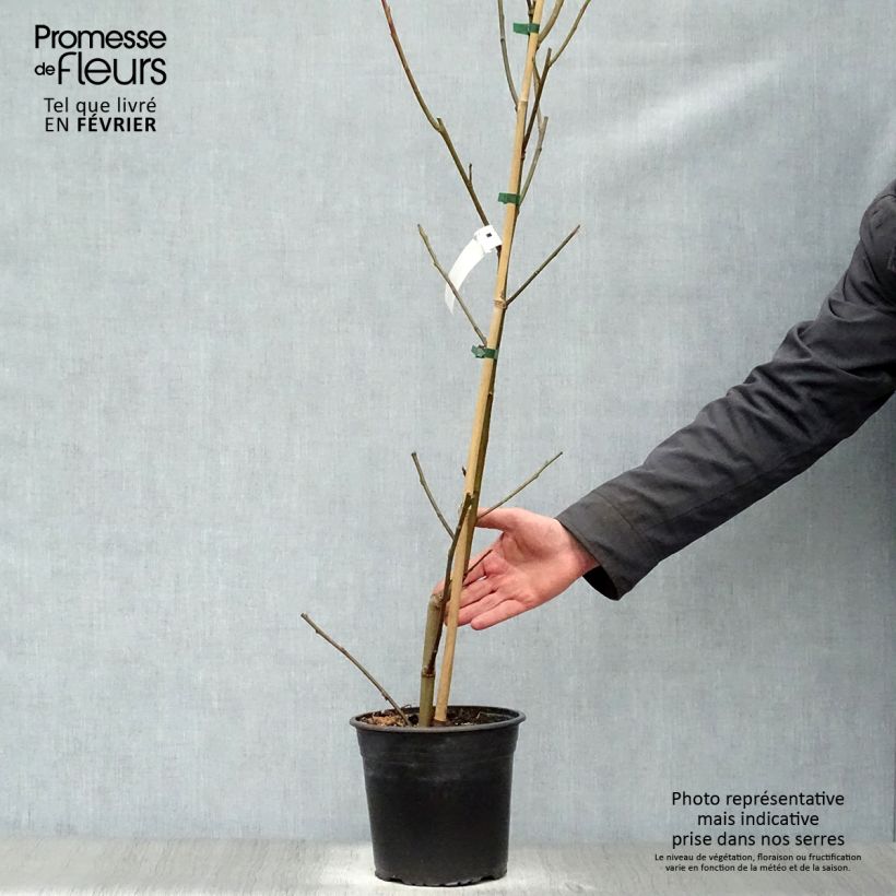 Liquidambar styraciflua Lane Roberts Maceta 2L/3L Ejemplar entregado en invierno