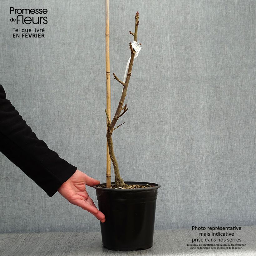 Liquidambar styraciflua Rotundiloba Maceta 4L/5L Ejemplar entregado en invierno