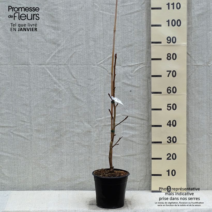 Liquidambar styraciflua Thea Maceta 4L/5L Ejemplar entregado en invierno