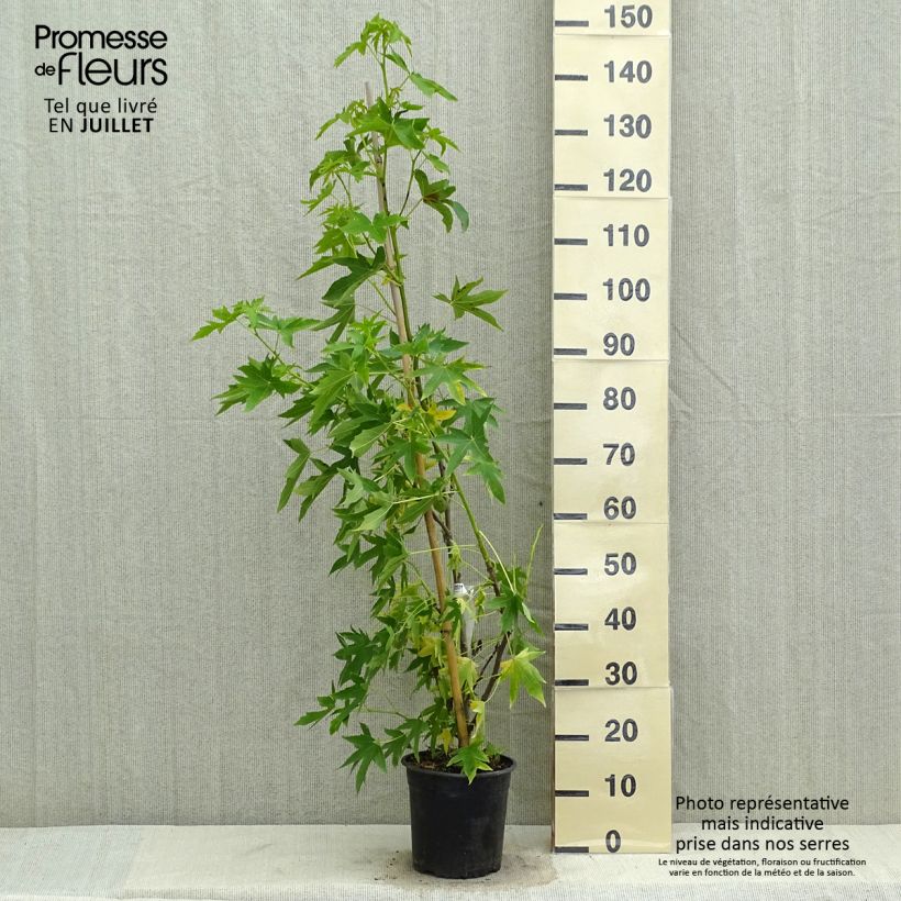Ejemplar de Liquidambar styraciflua Worplesdon Maceta 4L/5L entregado en verano