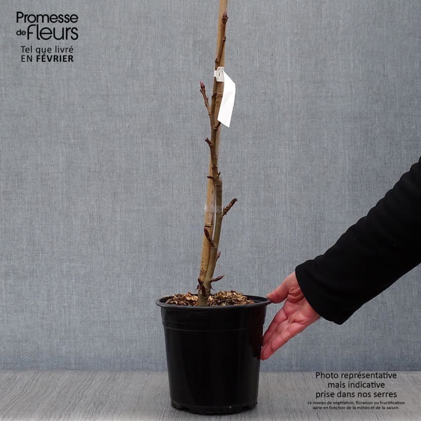 Liquidambar styraciflua Worplesdon Maceta 4L/5L Ejemplar entregado en invierno