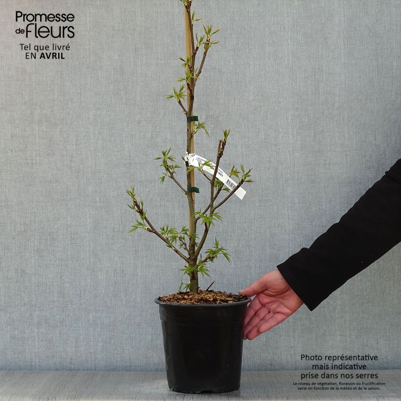 Liquidambar styraciflua Worplesdon Maceta 4L/5L Ejemplar entregado en la primavera