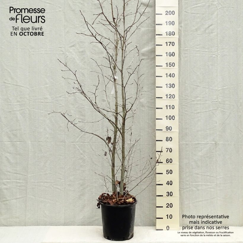 Ejemplar de Liquidambar styraciflua - Liquidámbar americano Maceta 7,5L/10L entregado en otoño