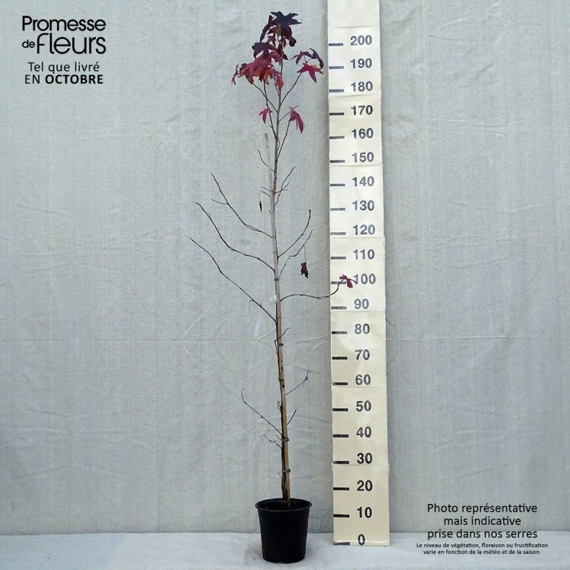 Ejemplar de Liquidambar styraciflua - Liquidámbar americano Maceta 3L/4L entregado en otoño