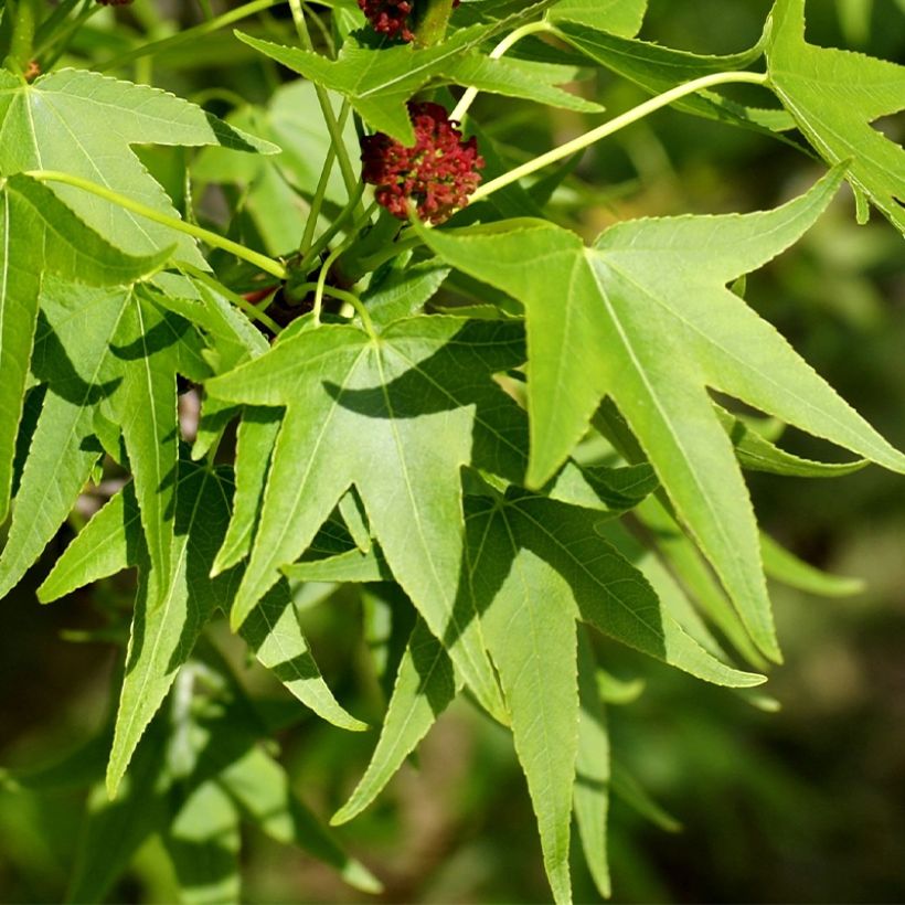 Liquidambar styracyflua Stella (Follaje)