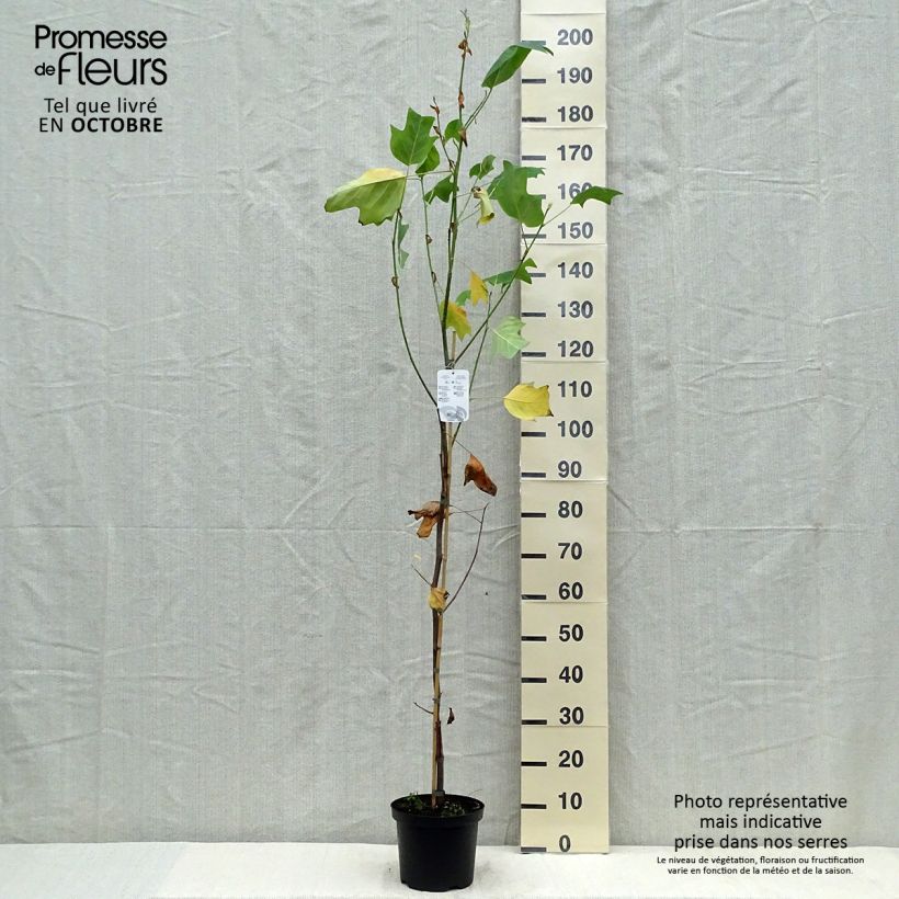 Ejemplar de Arbol de las tulipas Aureomarginatum - Liriodendron tulipifera Maceta 3L/4L entregado en otoño