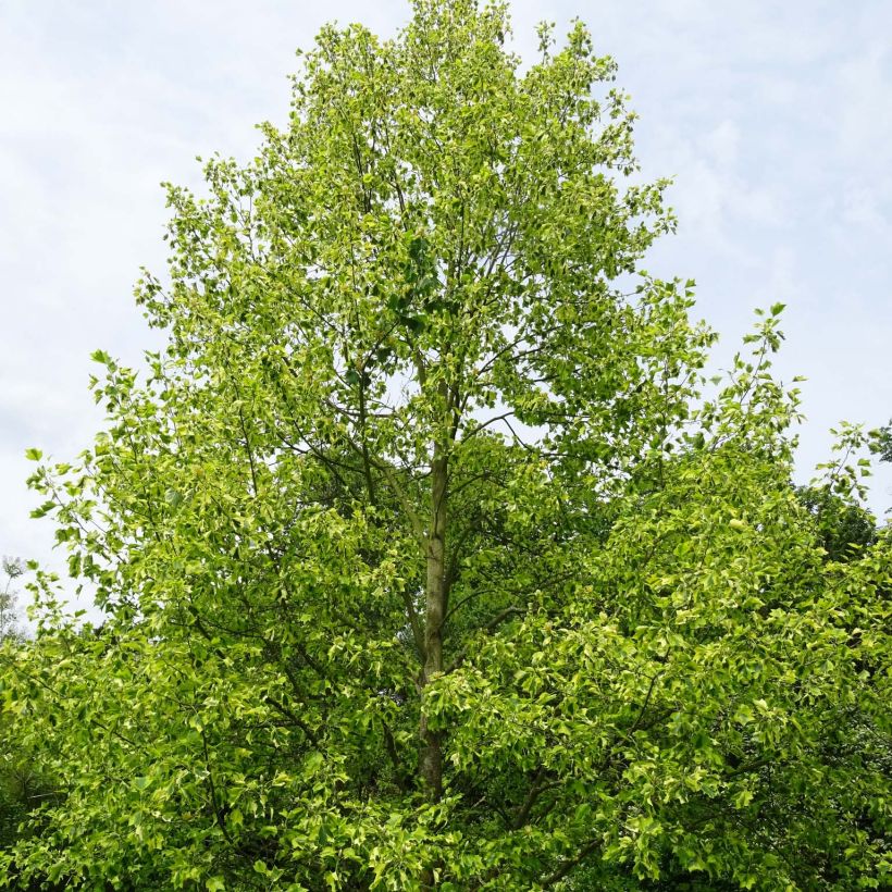 Arbol de las tulipas Aureomarginatum - Liriodendron tulipifera (Porte)