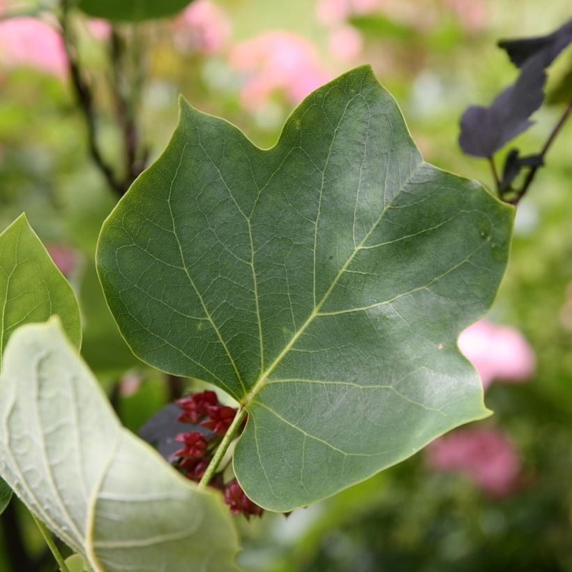 Arbol de las tulipas Aureomarginatum - Liriodendron tulipifera (Follaje)