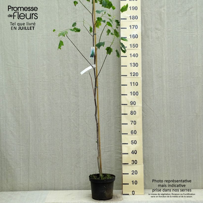 Ejemplar de Arbol de las tulipas Aureomarginatum - Liriodendron tulipifera Maceta 7,5L/10L entregado en verano