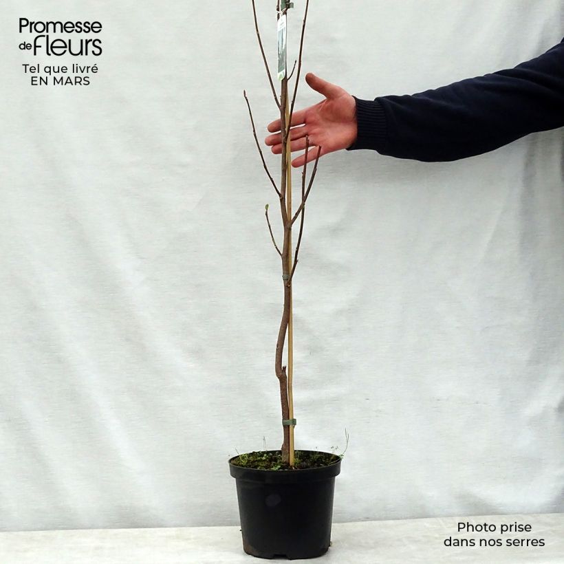 Arbol de las tulipas Fastigiata - Liriodendron tulipifera Maceta 4L/5L, Tallo Ejemplar entregado en la primavera