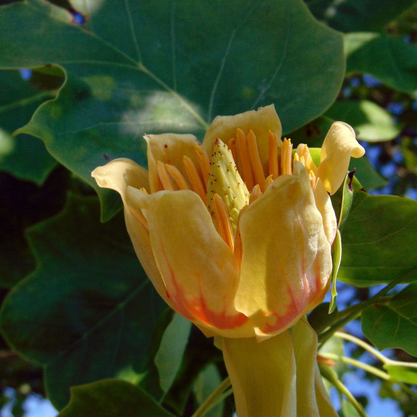 Arbol de las tulipas - Liriodendron tulipifera (Floración)