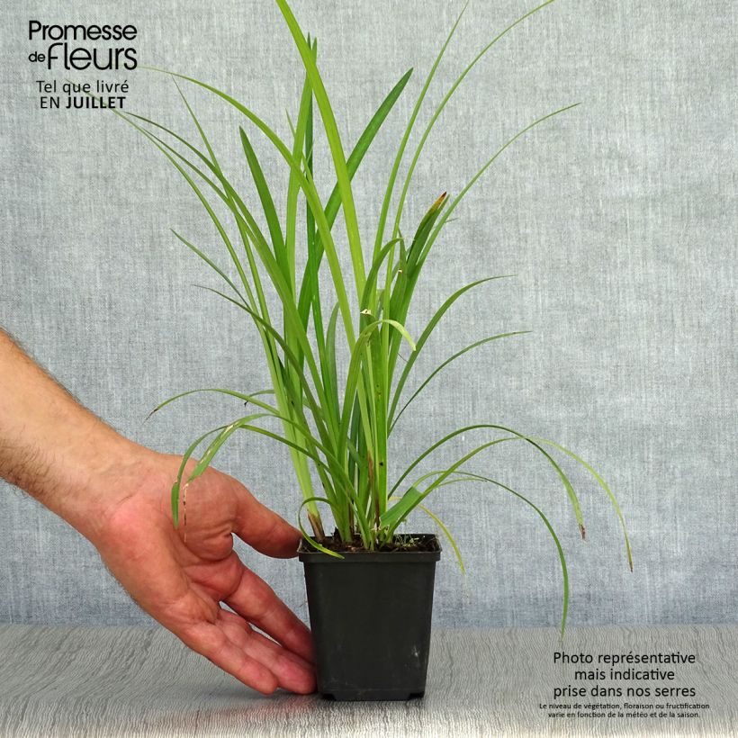 Ejemplar de Liriope muscari Super Blue Maceta de 8/9 cm entregado en verano