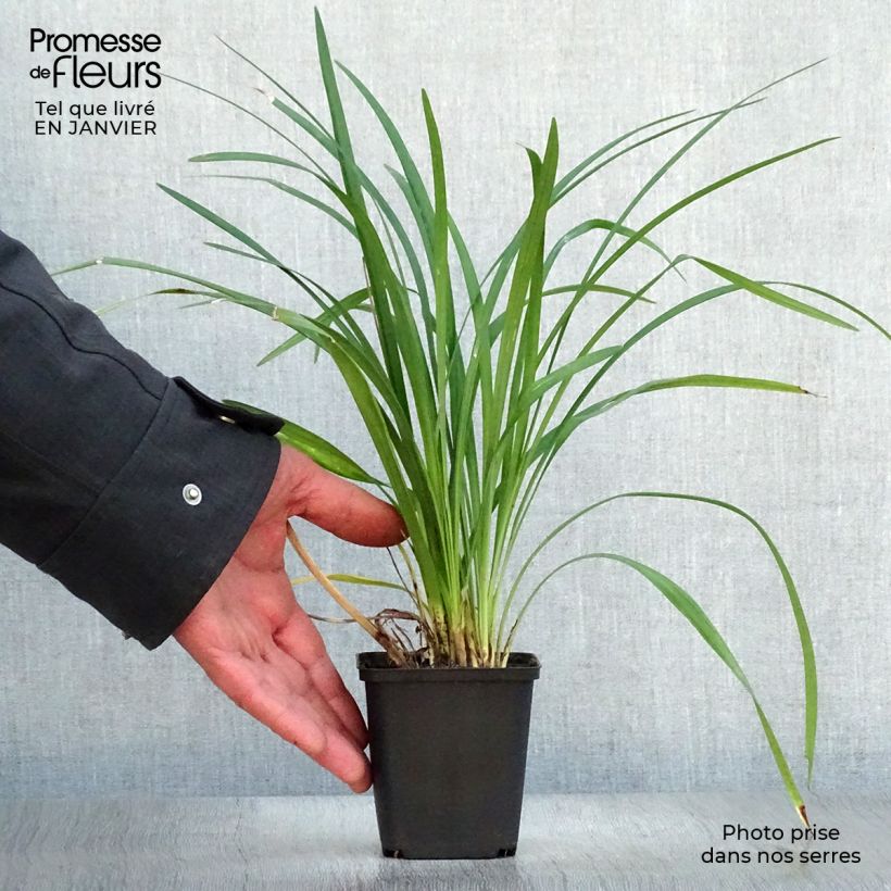 Liriope muscari Super Blue Maceta de 8/9 cm Ejemplar entregado en invierno