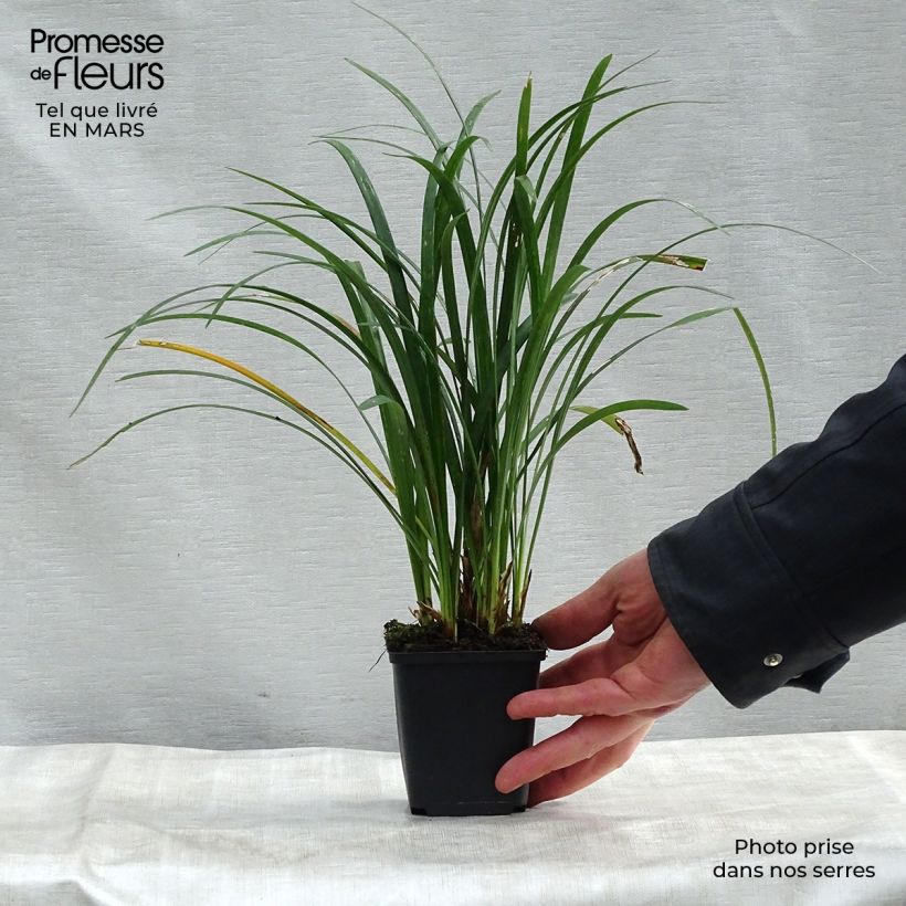 Liriope muscari Super Blue Maceta de 8/9 cm Ejemplar entregado en la primavera