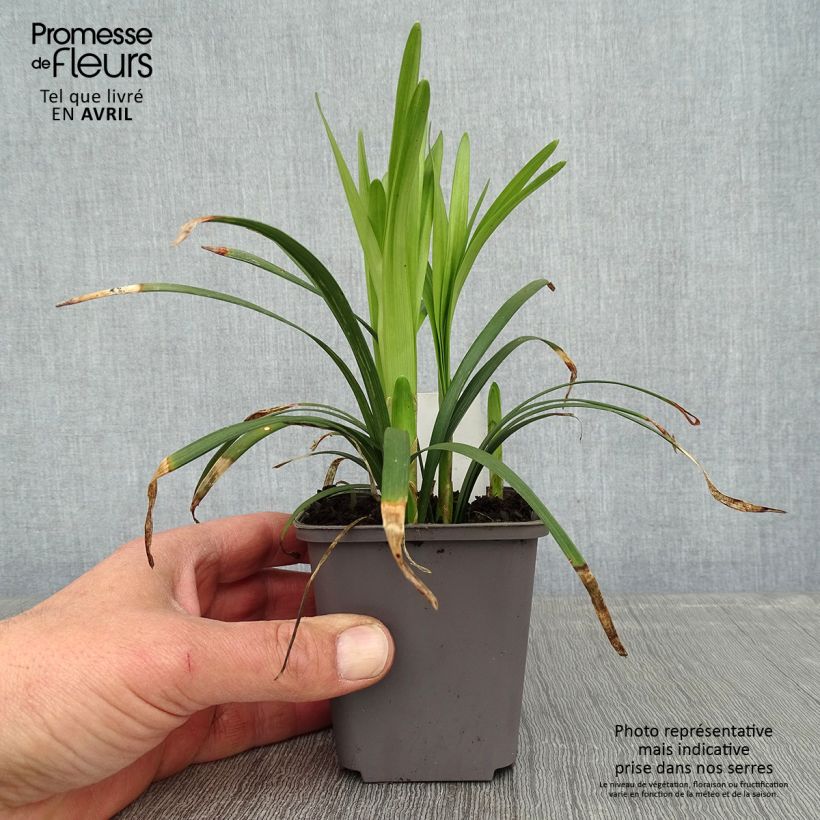 Liriope muscari Big Blue Maceta de 8/9 cm Ejemplar entregado en la primavera