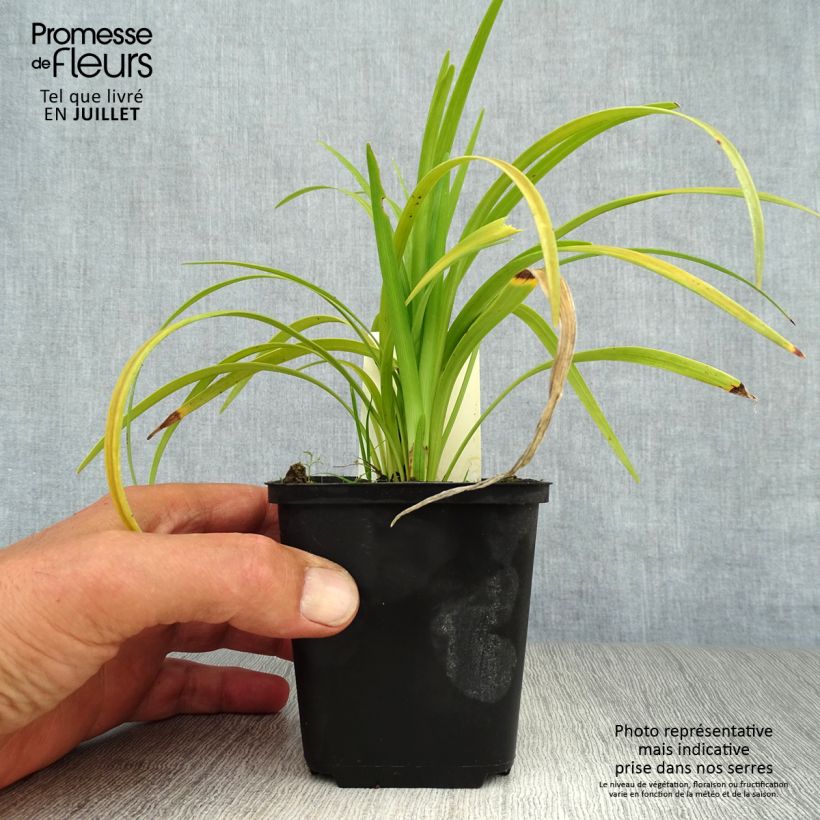 Ejemplar de Liriope muscari Evergreen Giant Maceta de 8/9 cm entregado en verano