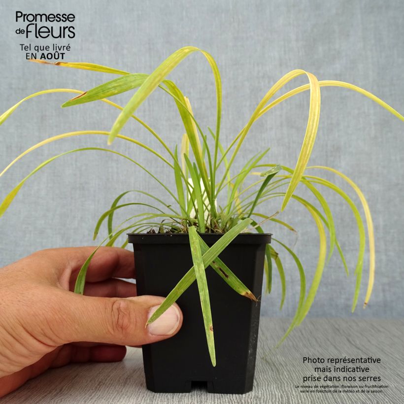 Ejemplar de Liriope muscari Ingwersen Maceta de 8/9 cm entregado en verano