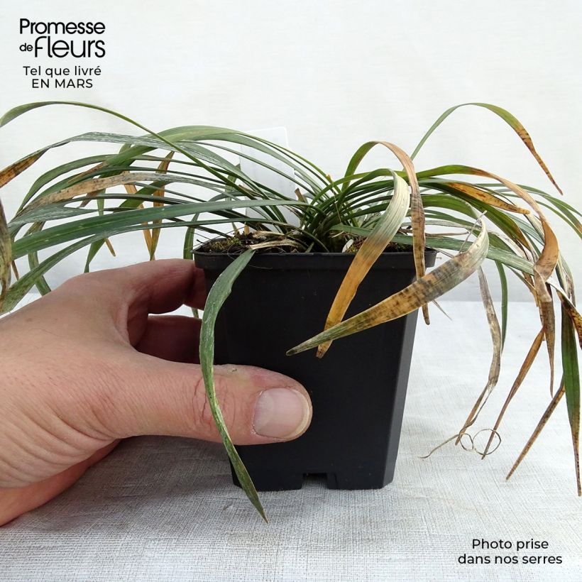 Liriope muscari Ingwersen Maceta de 8/9 cm Ejemplar entregado en la primavera