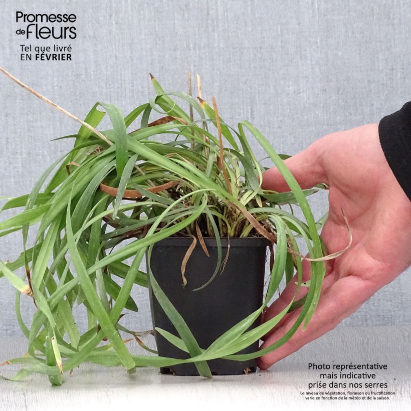 Liriope muscari Lilac Wonder Maceta de 8/9 cm Ejemplar entregado en invierno